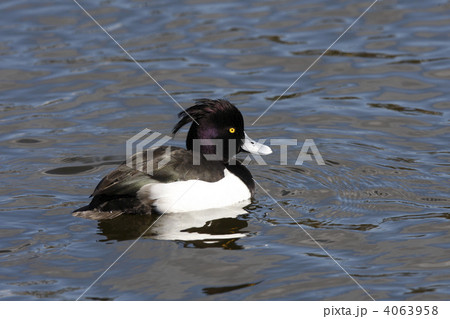 キンクロハジロ キンクロハジロ 4063958