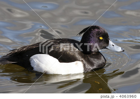 キンクロハジロ キンクロハジロ 4063960