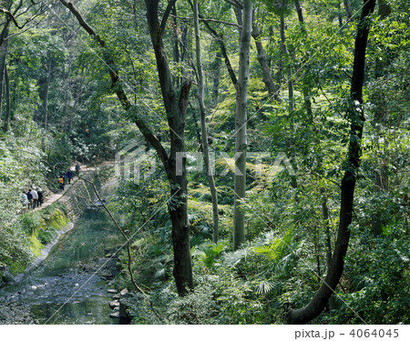 等々力渓谷 等々力渓谷 4064045