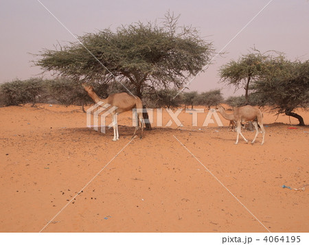 モーリタニア・ラクダの食事 モーリタニア・ラクダの食事 4064195