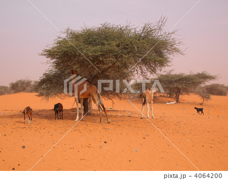モーリタニア・ラクダの食事 モーリタニア・ラクダの食事 4064200