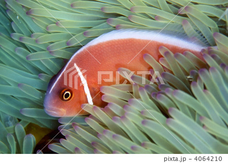 ハナビラクマノミとイソギンチャク（沖縄） 4064210