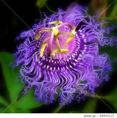 芸術品のように素晴らしいトケイソウの花 4064315