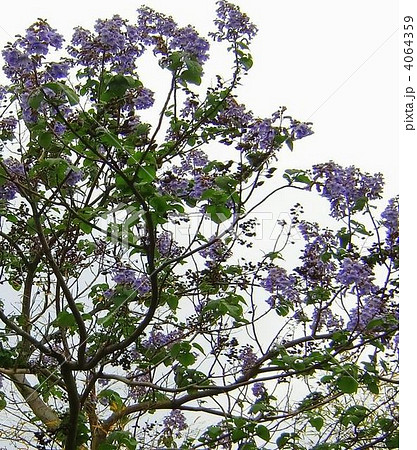 香りも花も、とっても高貴なキリの花 4064359