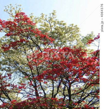 ほんとに素晴らしい、そしてお目出度い紅白のハナミズキの花 ほんとに素晴らしい、そしてお目出度い紅白のハナミズキの花 4064376