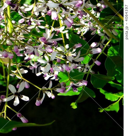 爽やかなセンダンの花 4064397