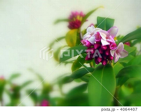 甘~い香りの沈丁花 甘~い香りの沈丁花 4064407