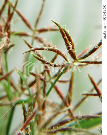 薬草にも利用されるハマスゲ 4064550