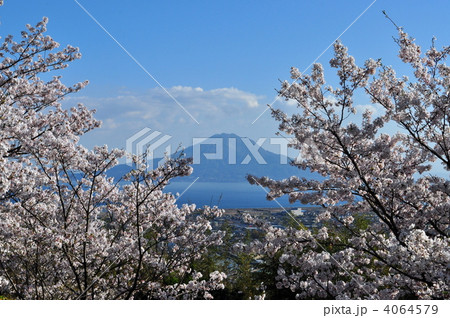 桜と桜島 ２ 4064579