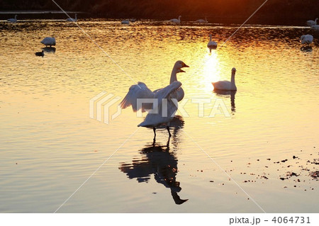 白鳥*09 白鳥*09 4064731
