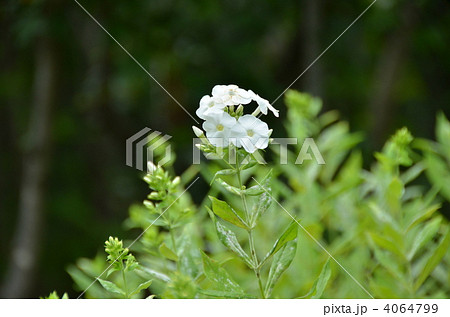 草夾竹桃－弘前城植物園にて 4064799