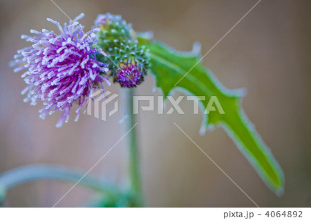 凍るアザミ 4064892
