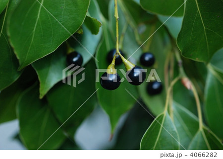 クスノキ果実 クスノキ果実 4066282