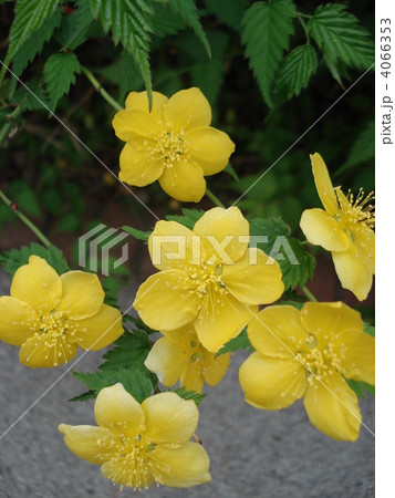 幸せの７つの星 4066353