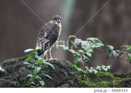 ツミの幼鳥 4066434
