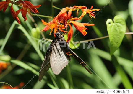 吸蜜するクロアゲハ 4066671