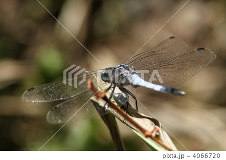 シオカラトンボ♂ シオカラトンボ♂ 4066720