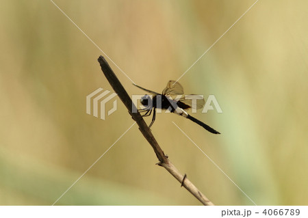 コシアキトンボ♂ 4066789