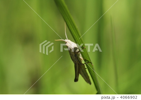 ナキイナゴ 4066902