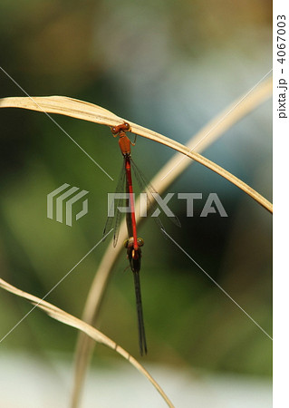 ベニイトトンボの交尾 ベニイトトンボの交尾 4067003