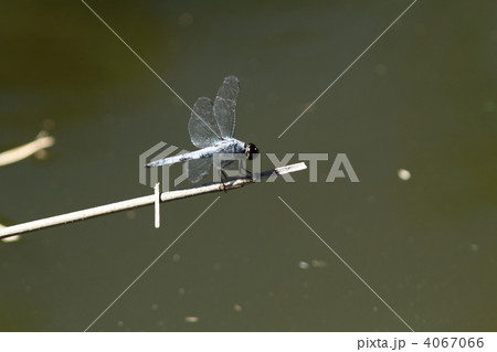 コフキトンボ♂ 4067066