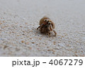 ヤドカリ 4067279