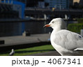 かもめ 4067341