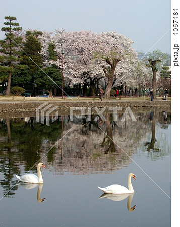 春の松本城公園の白鳥 4067484