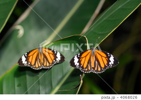 スジクロカバマダラ 4068026