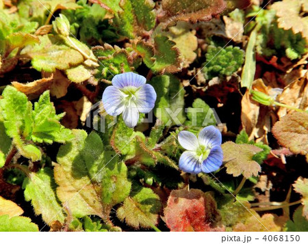 オオイヌノフグリ 4068150