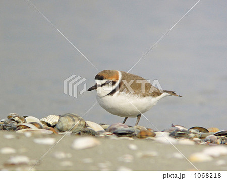 シロチドリ 4068218