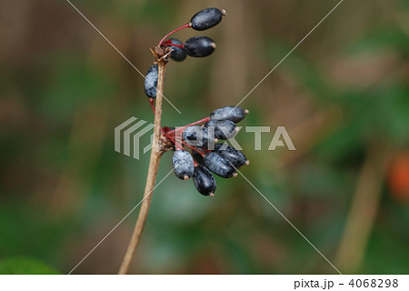 ホソバテンジクメギ果実 ホソバテンジクメギ果実 4068298