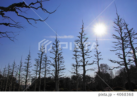 1月　プラタナス・スズカケノキ科54 4068368