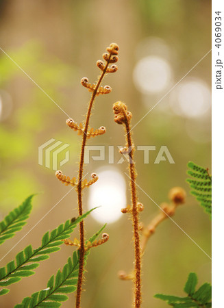 ゼンマイ 4069034