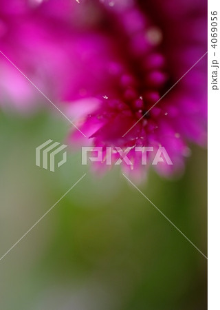 セロシア 4069056