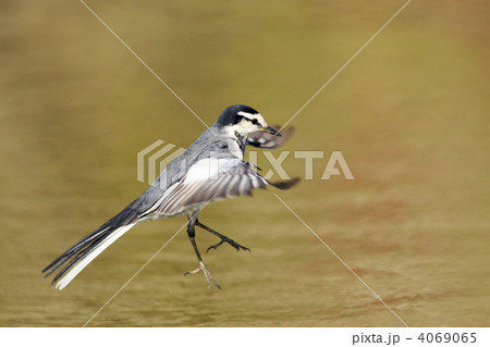 ハクセキレイのホバリング ハクセキレイのホバリング 4069065