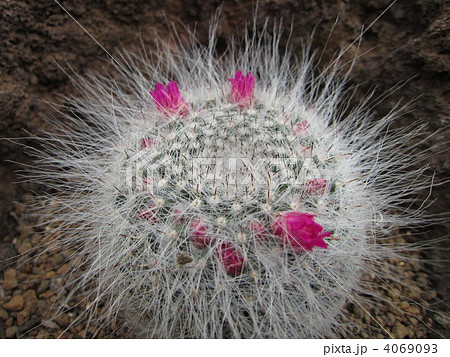 玉サボテン　玉翁 4069093