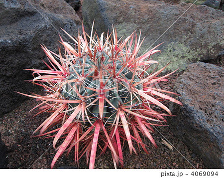 神仙玉　シンセンギョク 4069094