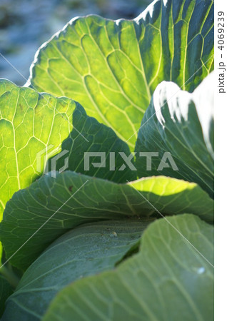 キャベツ畑の朝 タテ 4069239