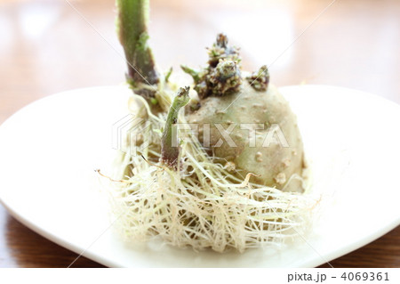 発芽 じゃがいもの芽 発芽 じゃがいもの芽 4069361
