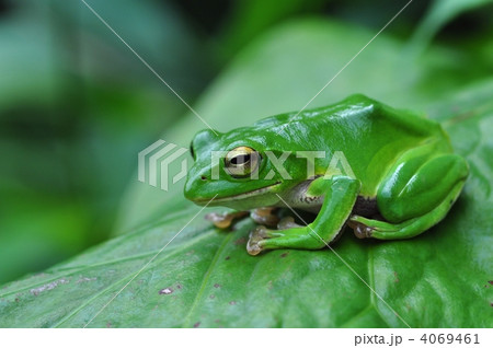 アオガエル 4069461