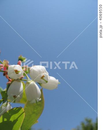 セイヨウイワナンテン 4069550