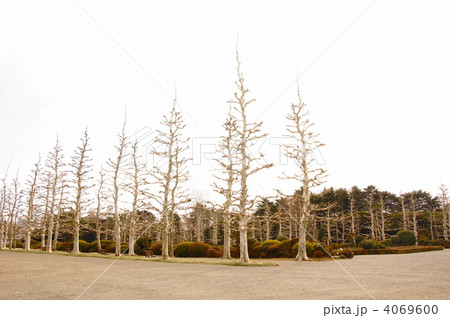 2月　プラタナス・スズカケノキ科61冬枯れ 4069600