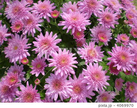 菊 4069970