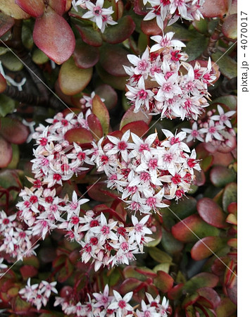 金の生る木は冬に陽のあたるところで花を咲かせます 金の生る木は冬に陽のあたるところで花を咲かせます 4070017