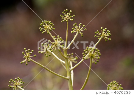 ヤツデ ヤツデ 4070259