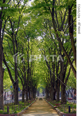 仙台定禅寺通(宮城県仙台市) 仙台定禅寺通(宮城県仙台市) 4070451