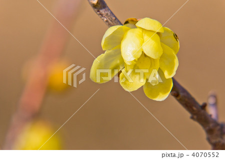 ロウバイ ロウバイ 4070552