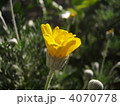 キンケイギク 4070778