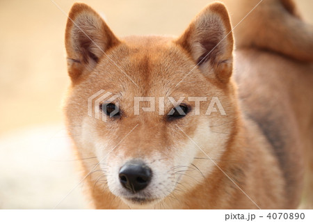 赤柴 51yl-gQtQCL.jpg_BO30,255,255,